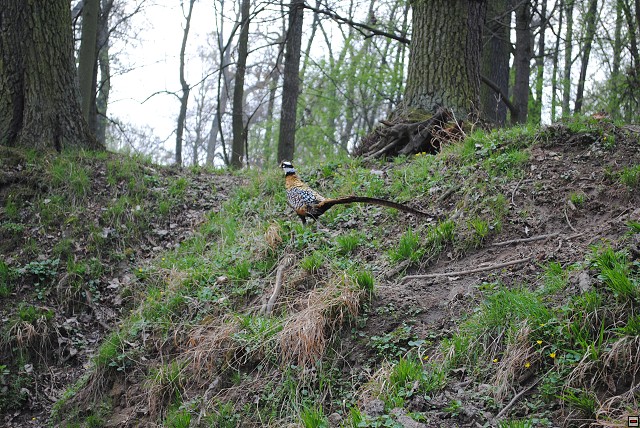 img00109.jpg