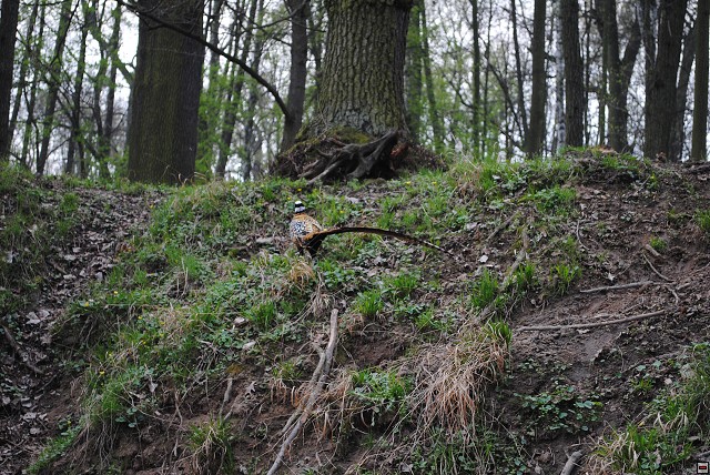 img00110.jpg
