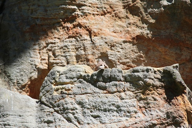 img00252.jpg