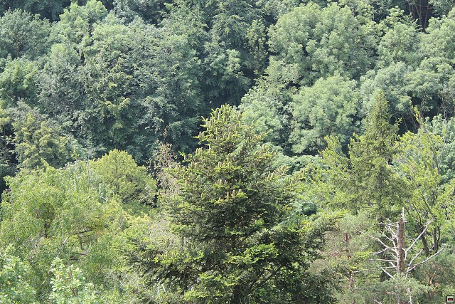 img00037.jpg