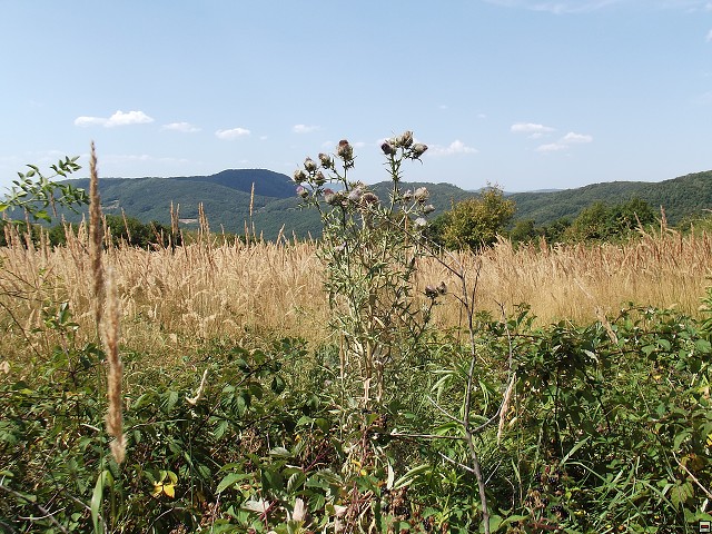 img00043.jpg