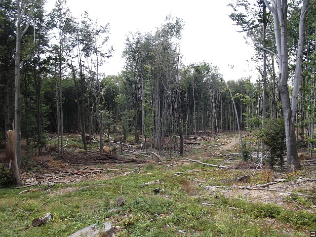 img00051.jpg
