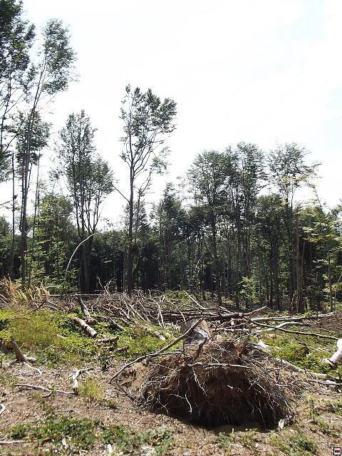 img00053.jpg
