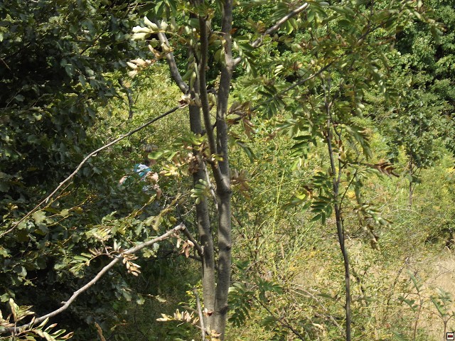 img00056.jpg