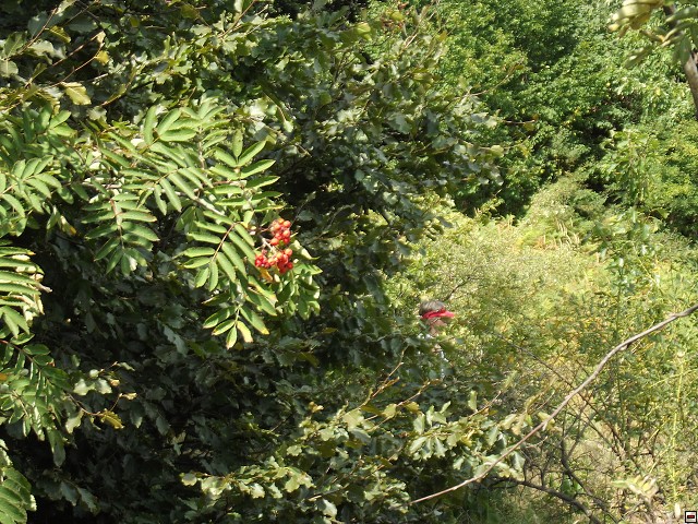 img00057.jpg
