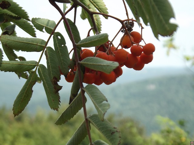 img00058.jpg