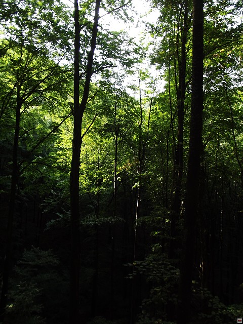 img00073.jpg