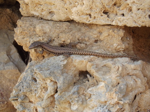 img00115.jpg