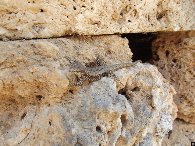 img00117.jpg