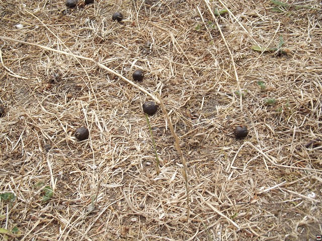 img00142.jpg