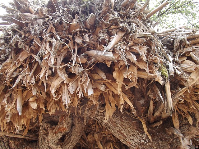 img00154.jpg