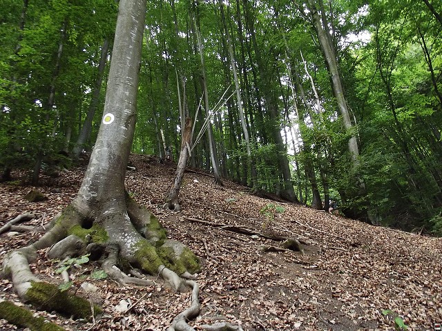 img00164.jpg