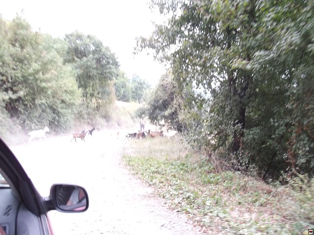 img00182.jpg