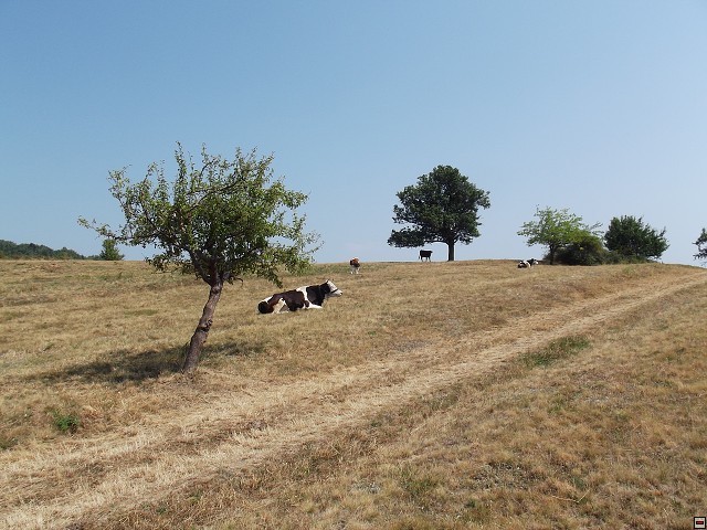 img00208.jpg