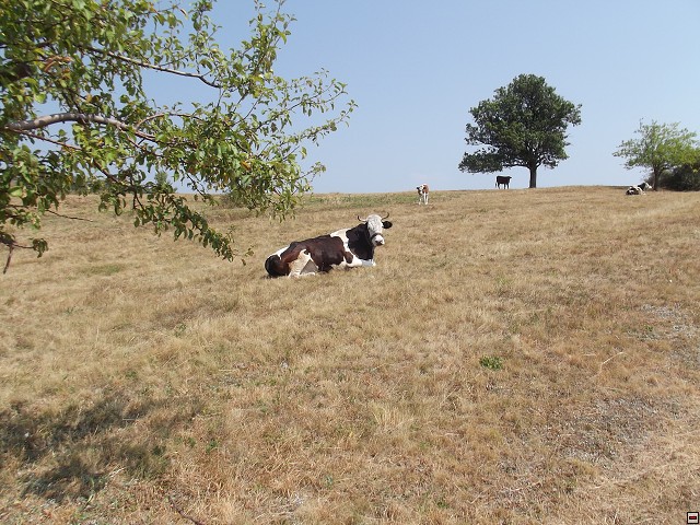 img00209.jpg