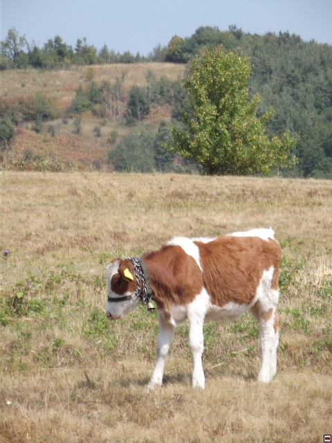 img00210.jpg