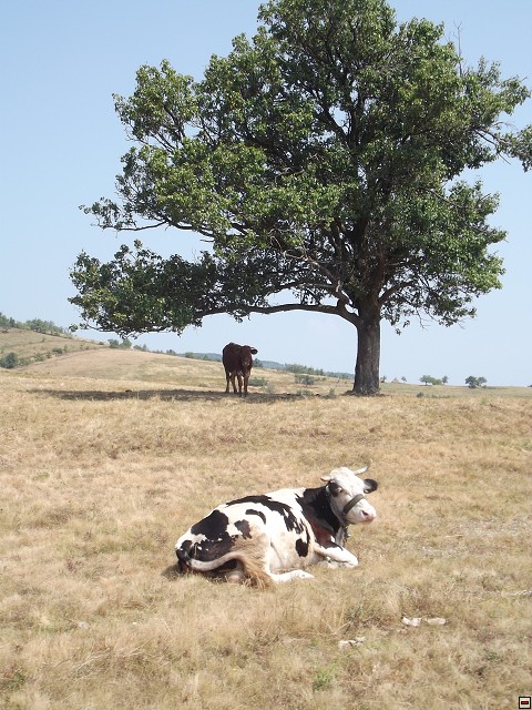 img00212.jpg