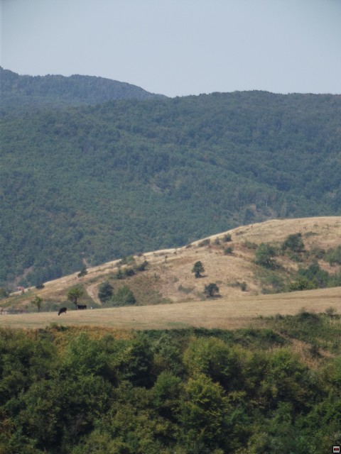 img00215.jpg