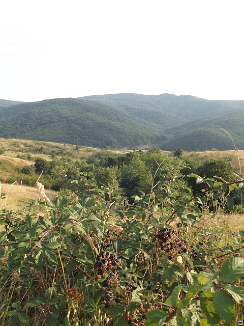 img00219.jpg