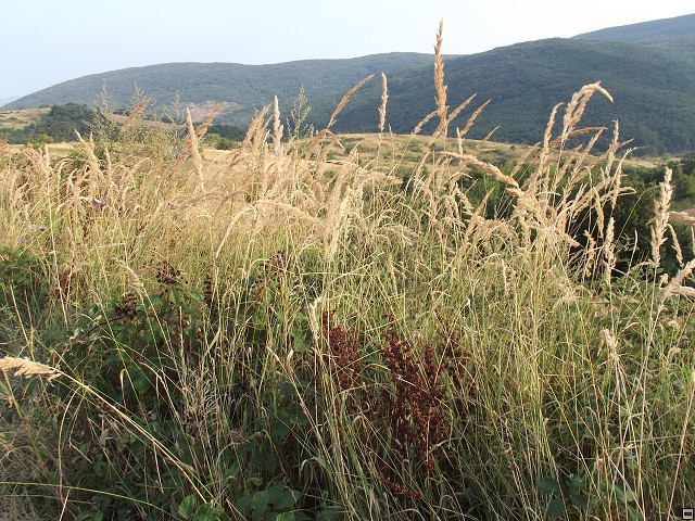 img00220.jpg
