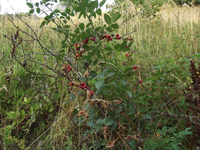 img00222.jpg