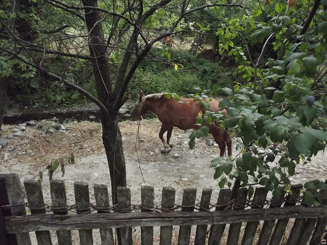 img00245.jpg