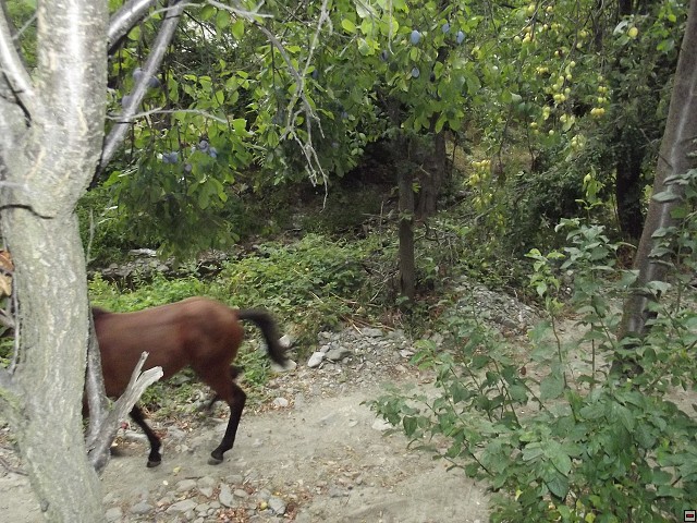 img00247.jpg