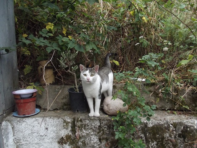 img00248.jpg