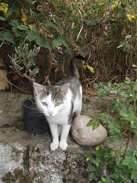 img00249.jpg