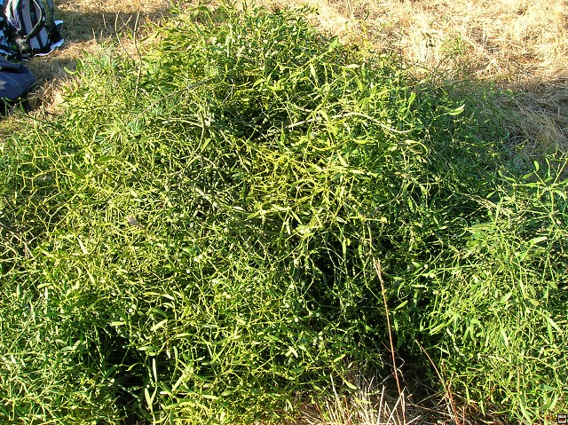 img00006.jpg
