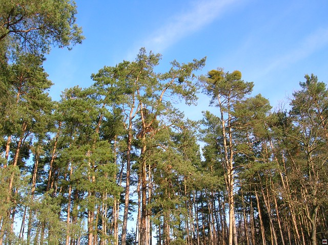 img00026.jpg