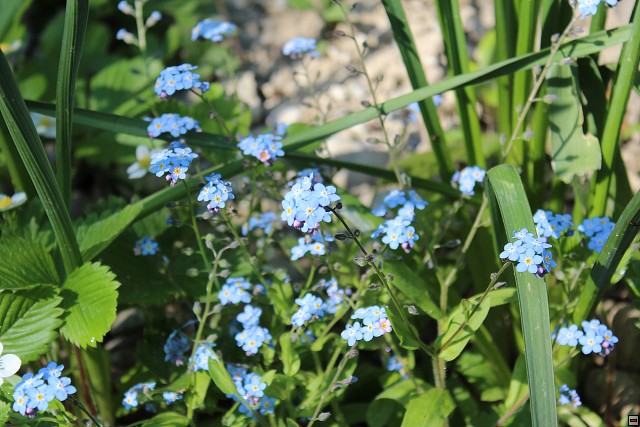 img00038.jpg