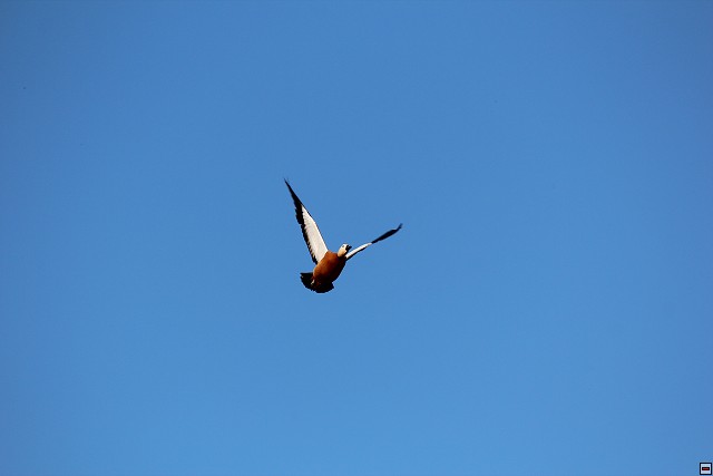 img00059.jpg