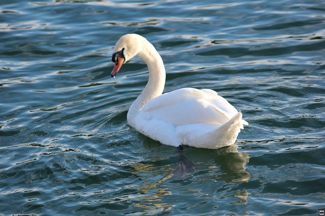 img00062.jpg