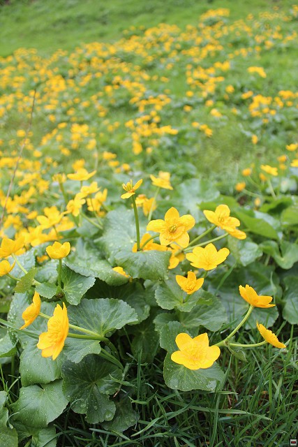 img00238.jpg