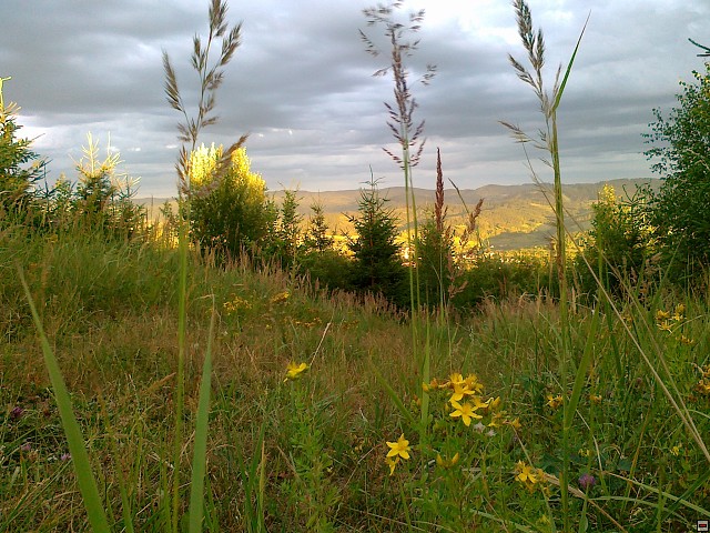 img00196.jpg
