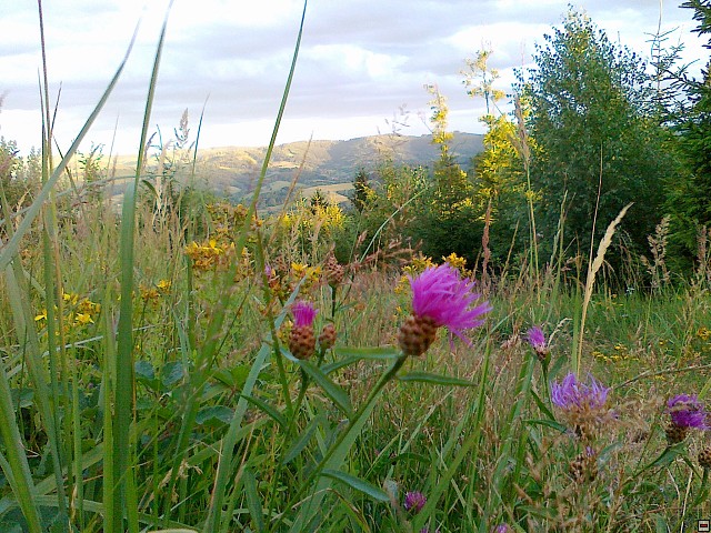 img00200.jpg