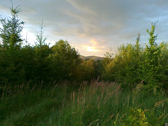 img00206.jpg
